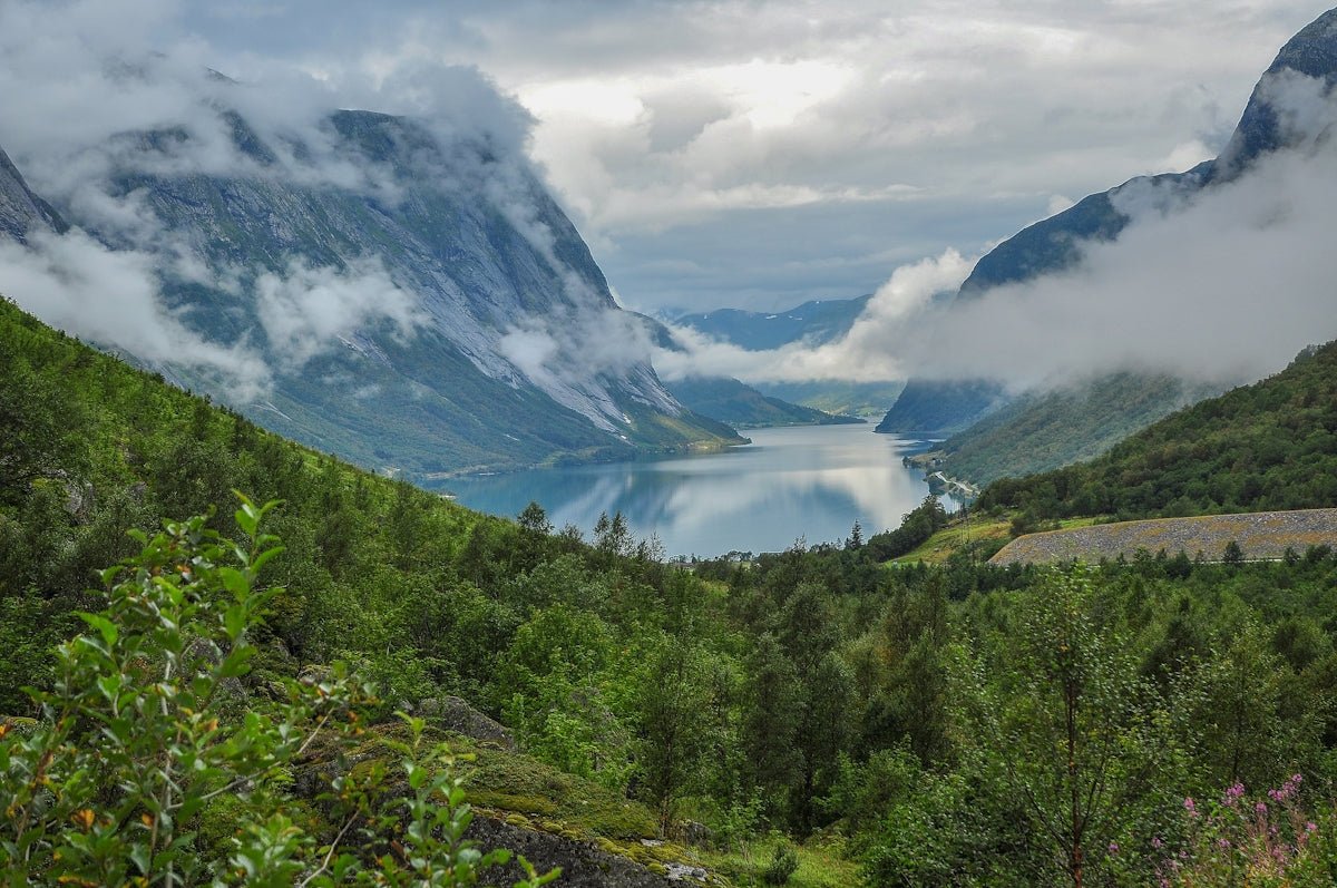 Sven: The Youthful Leader of War and Peace in Nordic Ancestry - Oli Prik Copenhagen